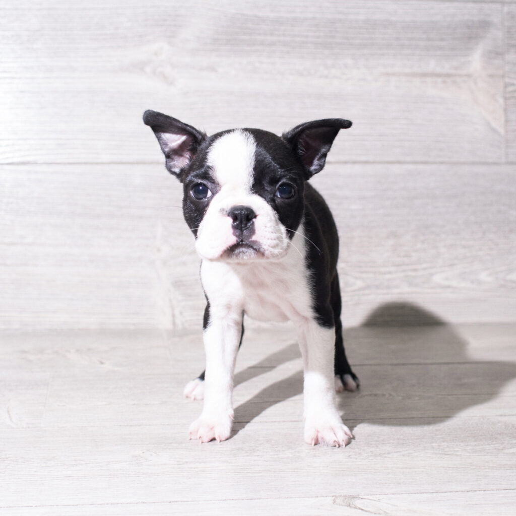 [#261341-02]  - Black / White F Boston Terrier Puppies for Sale