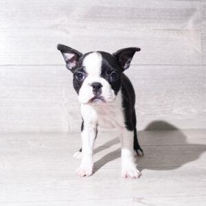 Boston Terrier (F) 6102