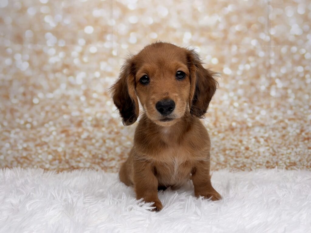 [#26221-01]  - Sable M Dachshund Puppies for Sale