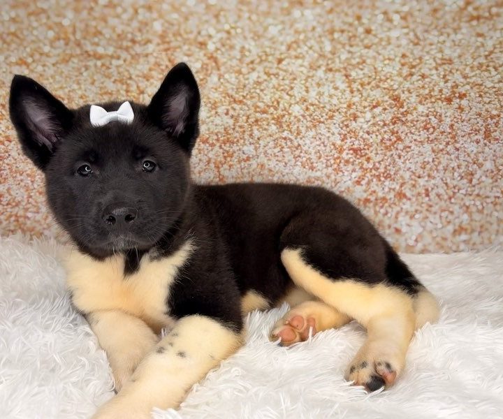 Avril, a Akita puppy