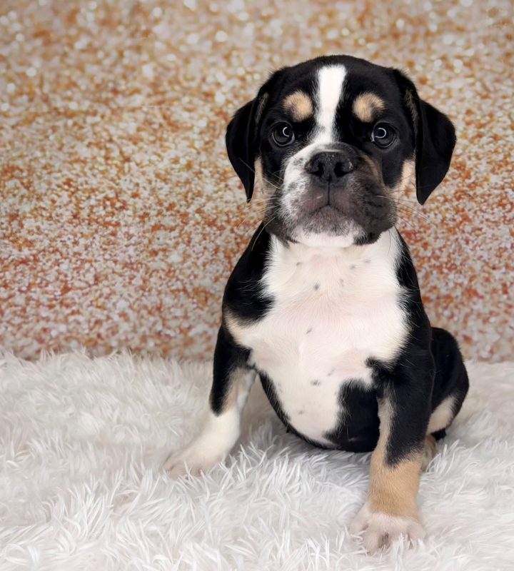 Knox, a 3/4 Beabull puppy
