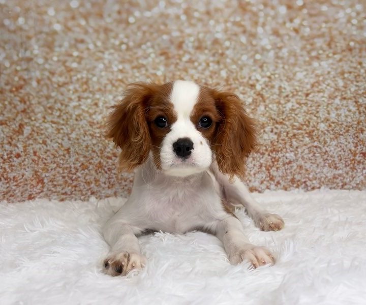 Julian, a Cavalier King Charles Spaniel puppy