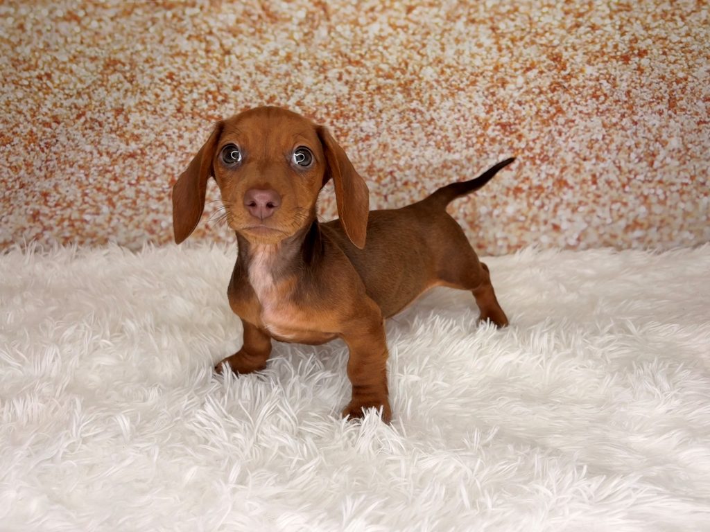 Andouille, a Dachshund puppy