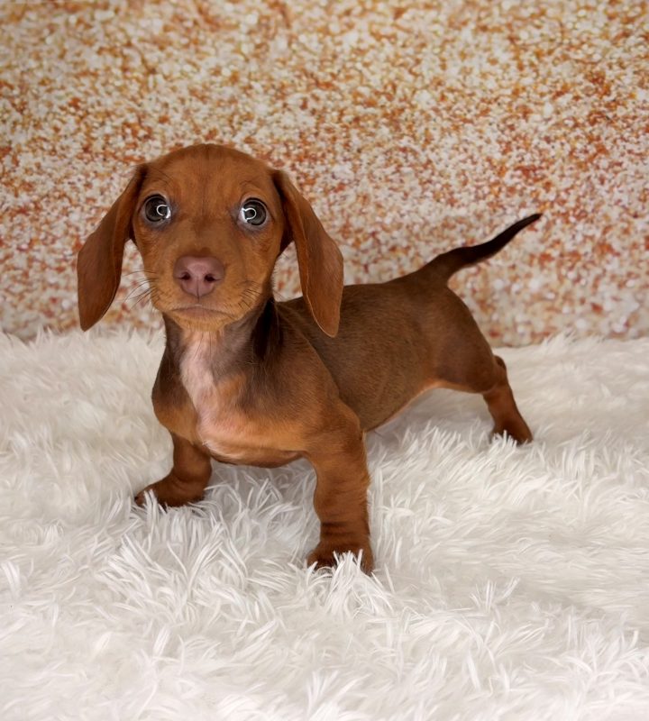 Andouille, a Dachshund puppy