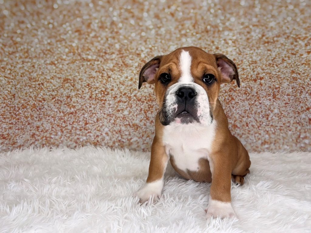 Mooney, a English Bulldog puppy