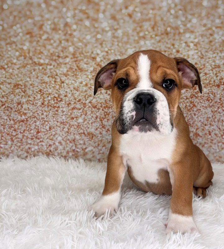 Mooney, a English Bulldog puppy