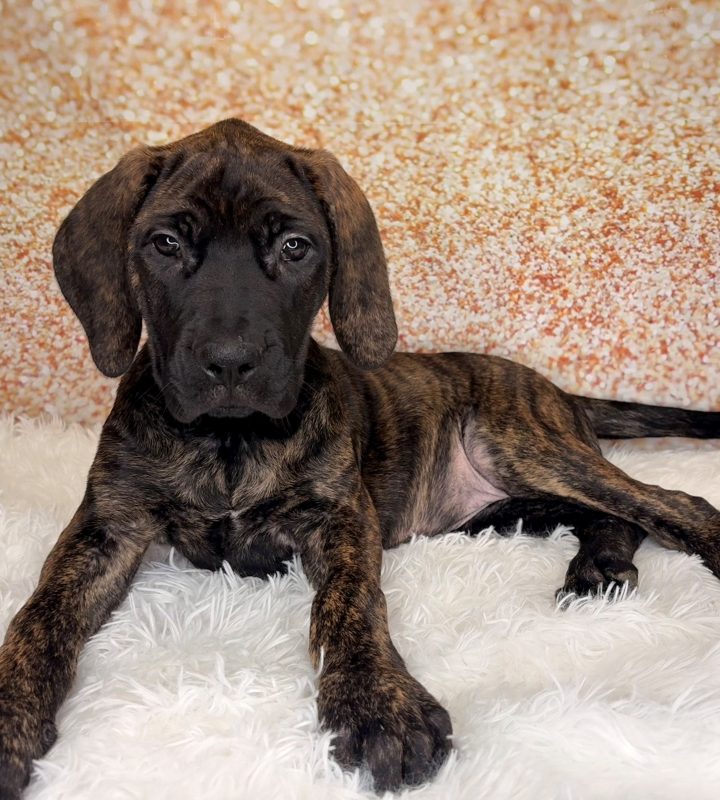 Pandora, a Mastiff puppy