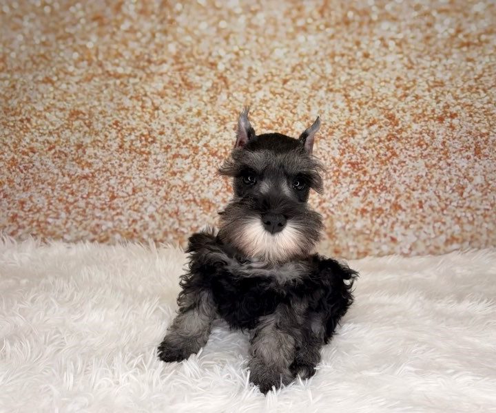Jordon, a Miniature Schnauzer puppy