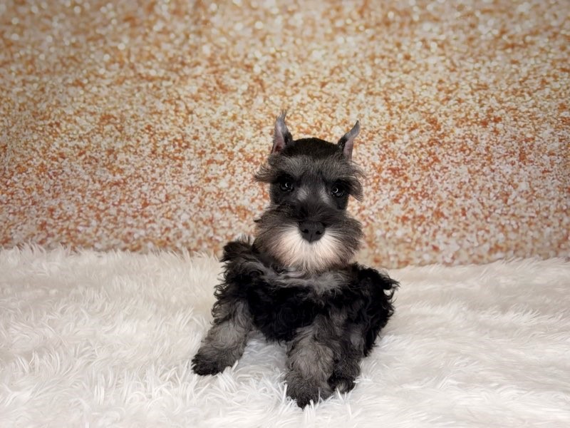 Jordon, a Miniature Schnauzer puppy