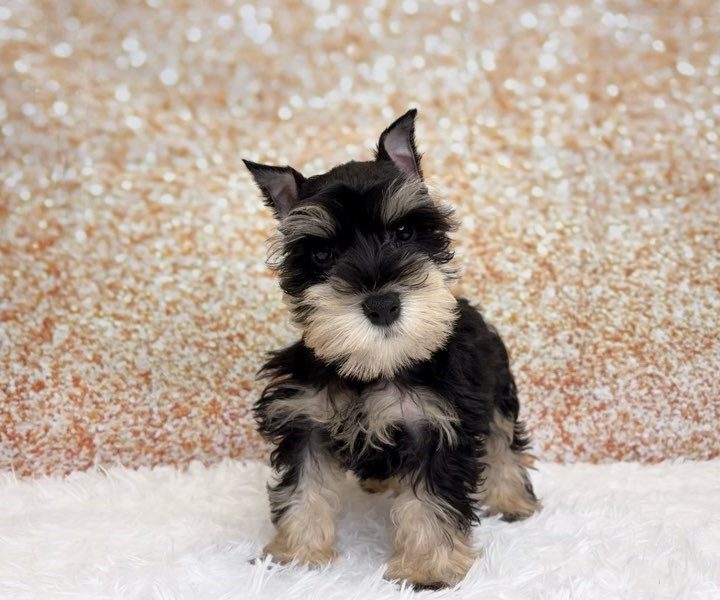 Vale, a Miniature Schnauzer puppy