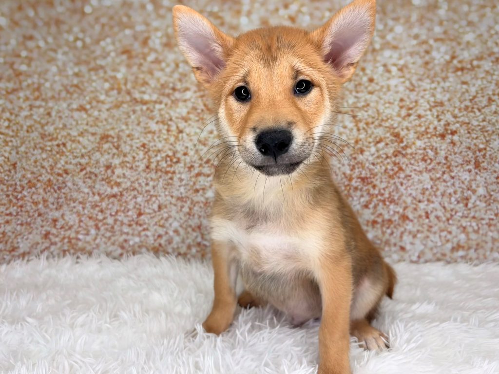 Sesame, a Shiba Inu puppy