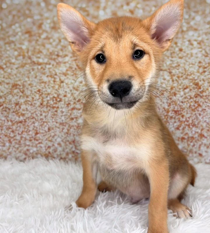 Sesame, a Shiba Inu puppy