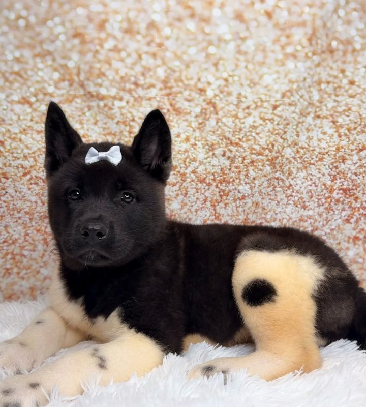 Aspen, a Akita puppy