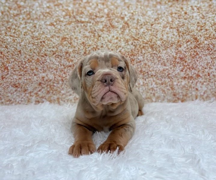 Piper, a 3/4 Beabull puppy