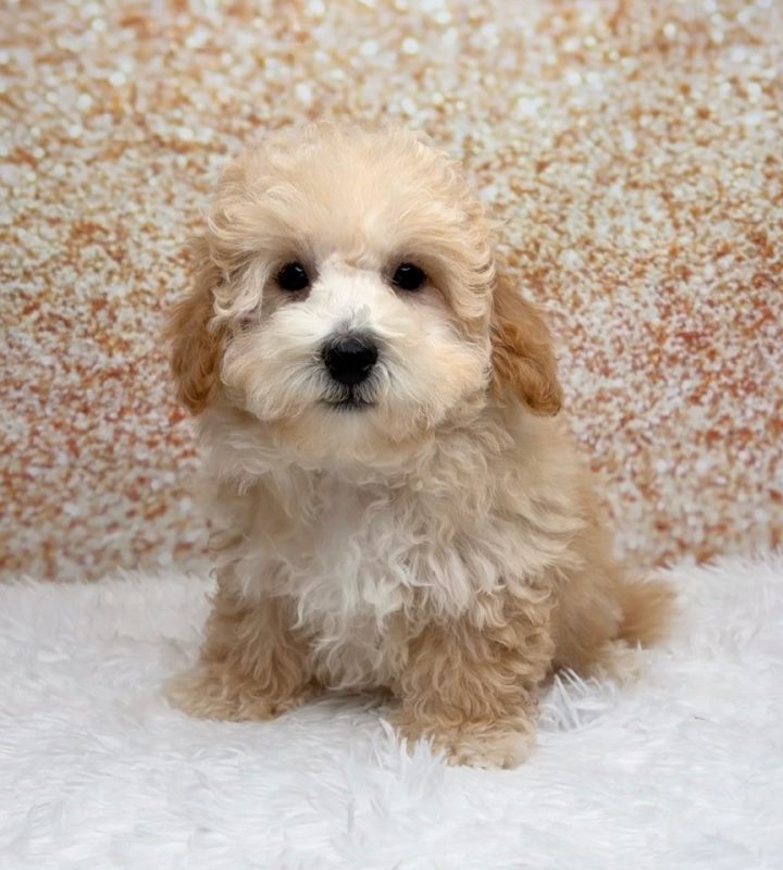 Linden, a Bichapoo puppy