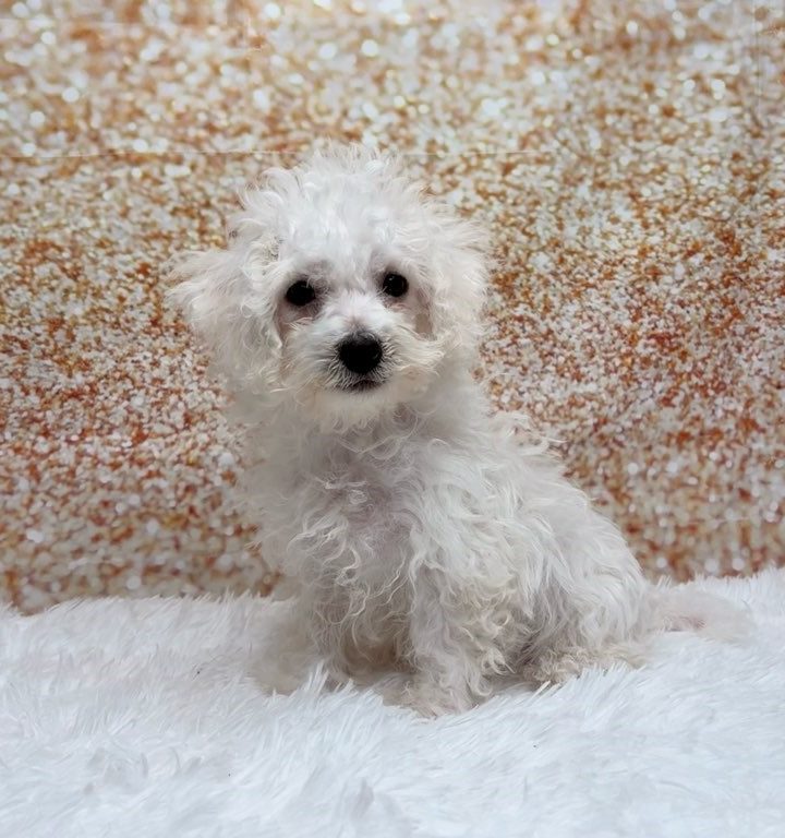 Alfredo, a Bichon Frise puppy