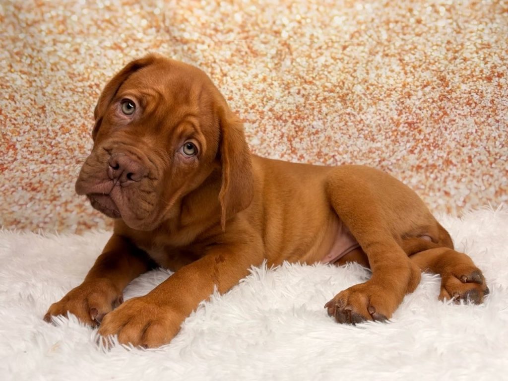 Wynonna, a Dogue de Bordeaux puppy