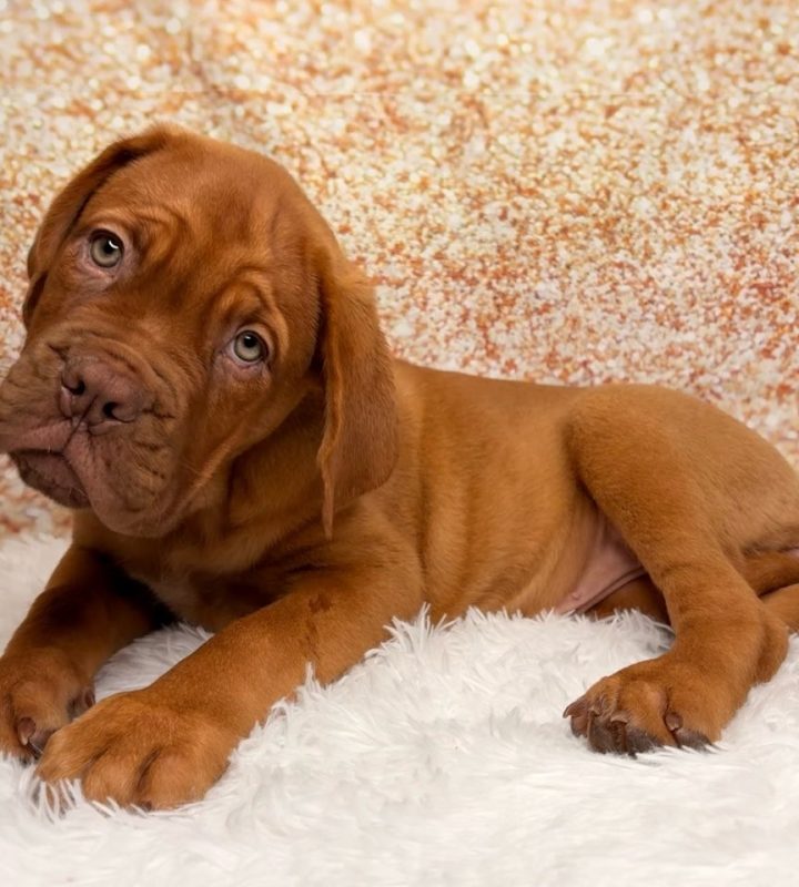 Wynonna, a Dogue De Bordeaux puppy
