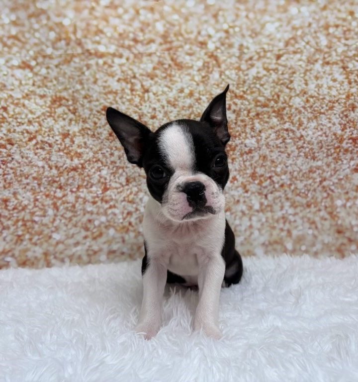 Wilhelmina, a Boston Terrier puppy