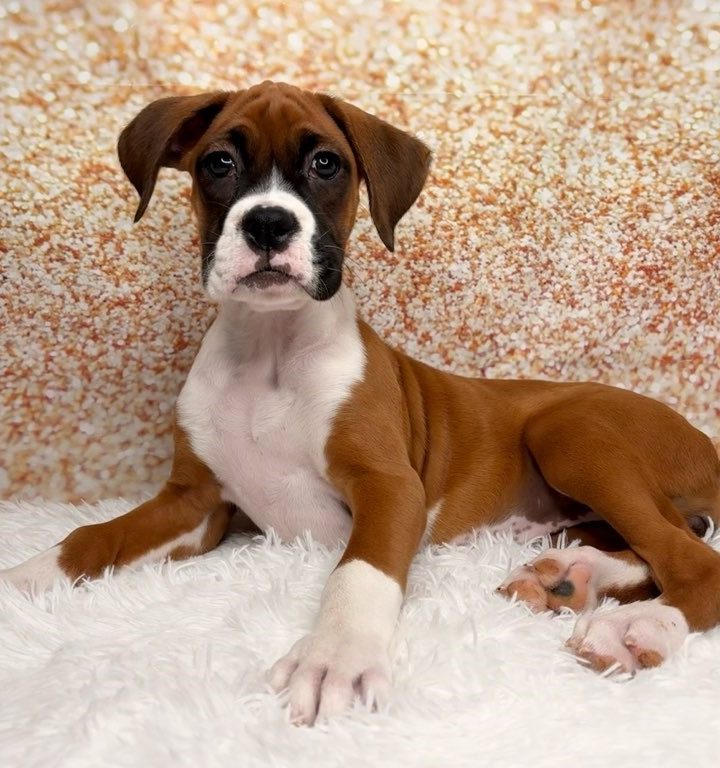 Astrid, a Boxer puppy