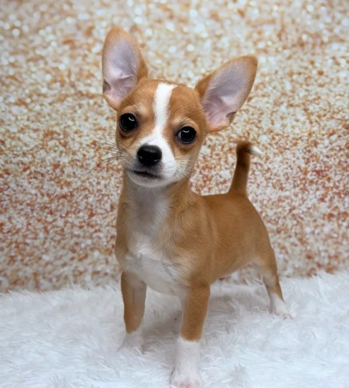 Rafael, a Chihuahua puppy
