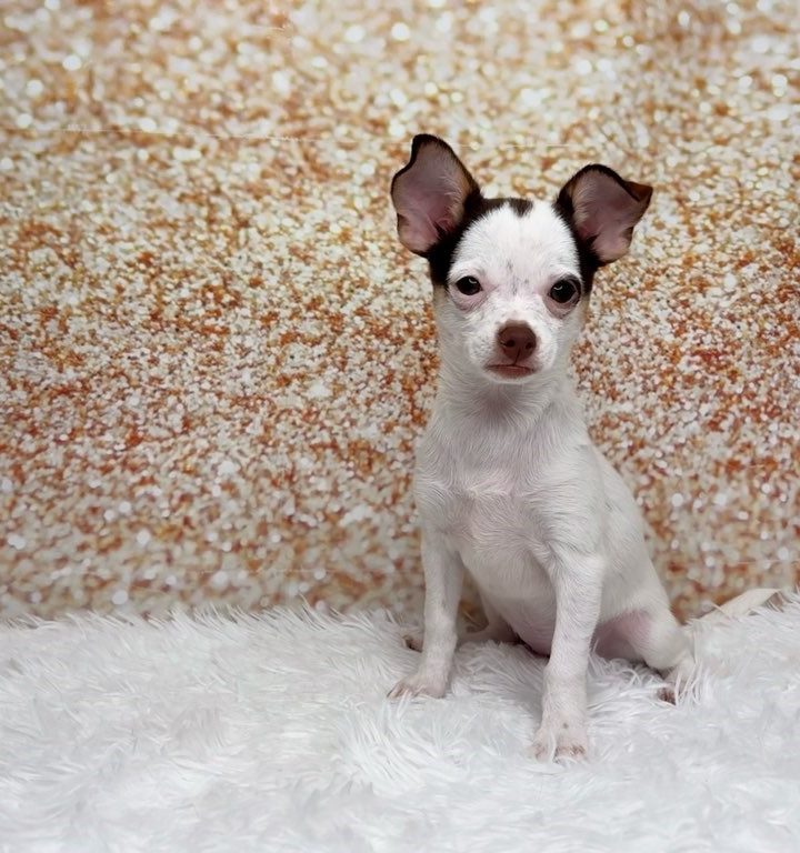 Margarita, a Chihuahua puppy