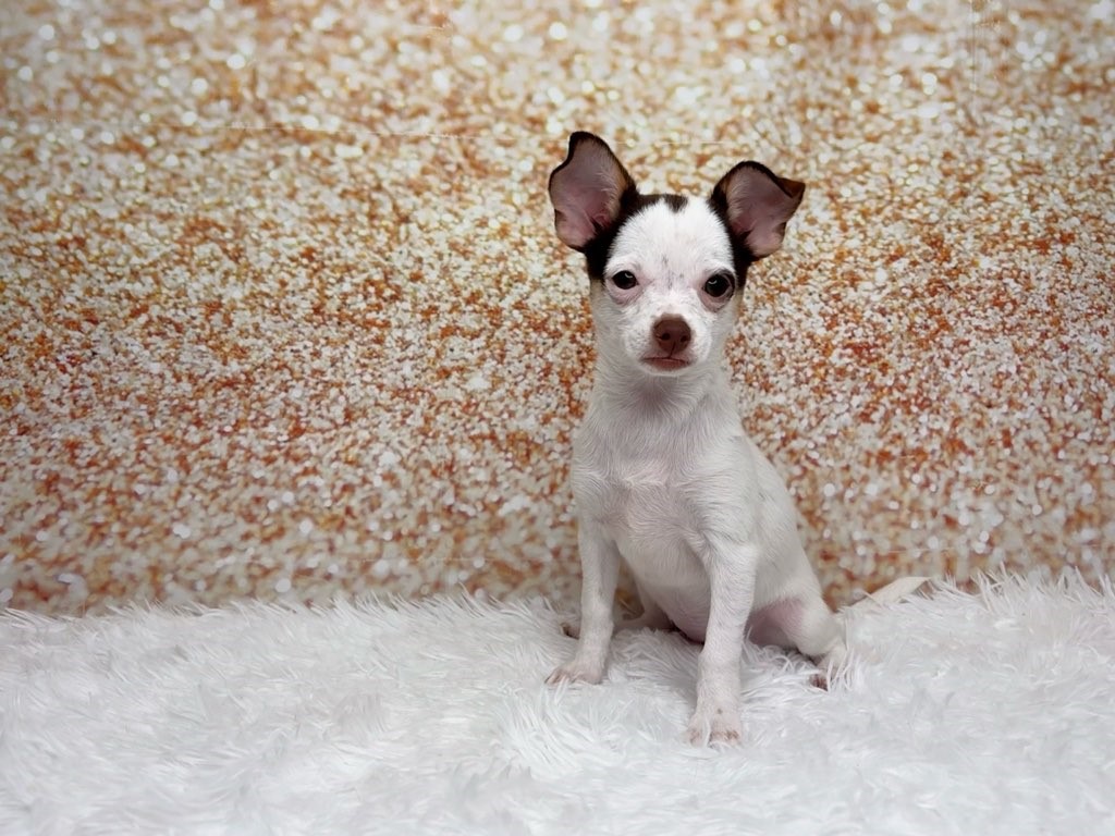 Margarita, a Chihuahua puppy