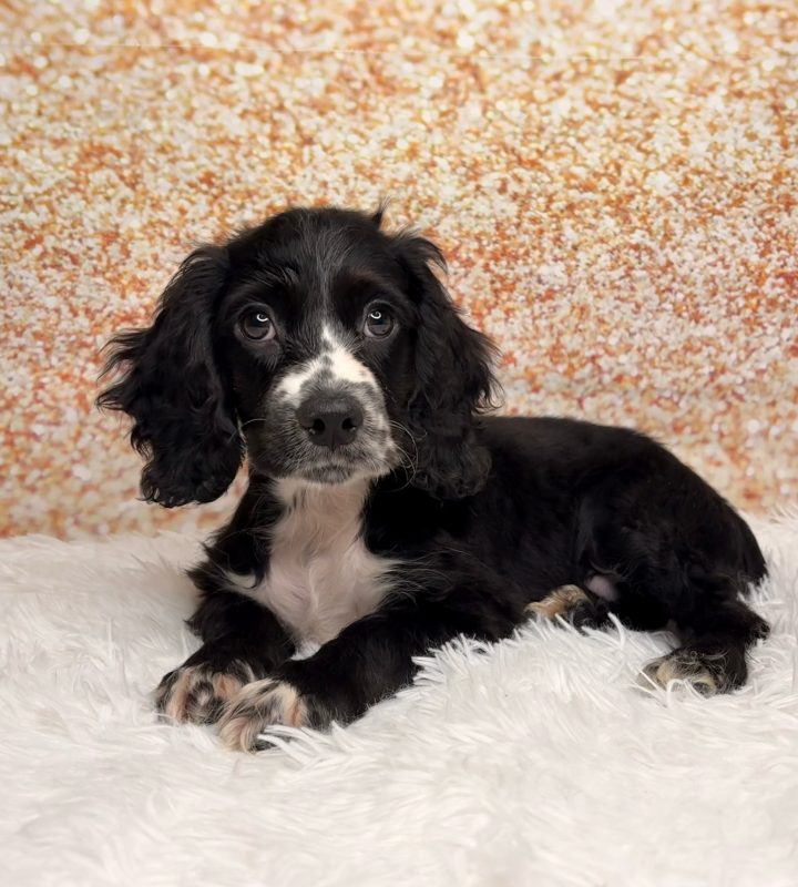 Rye, a Cockapoo puppy