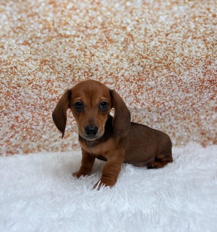 Chopper, a Dachshund puppy