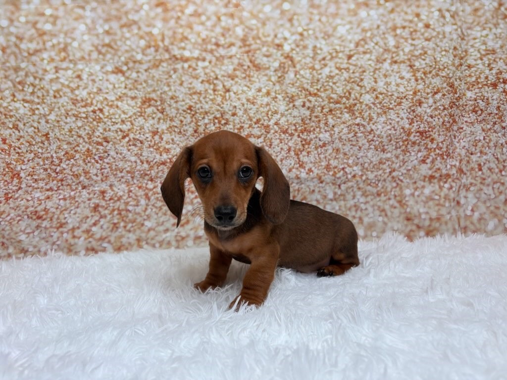 Chopper, a Dachshund puppy