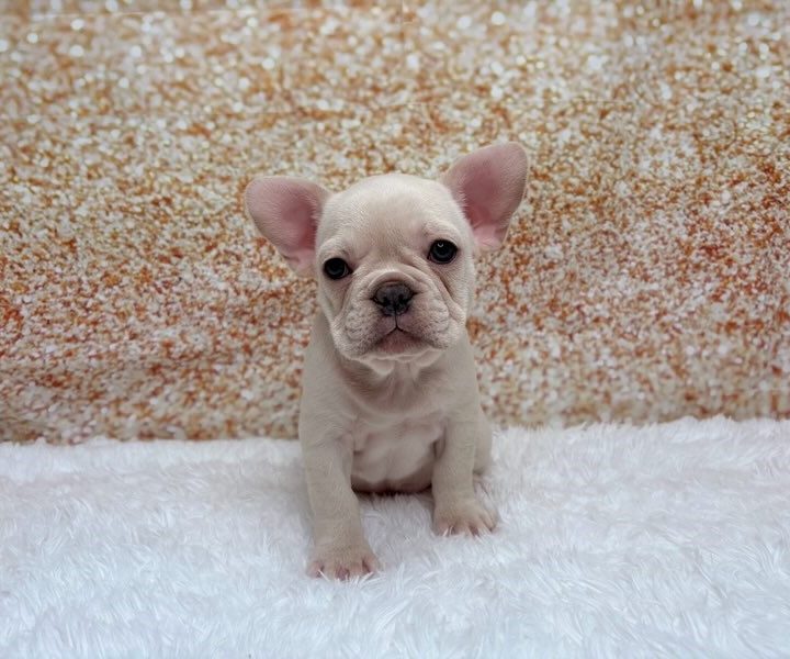 Rolex, a French Bulldog puppy