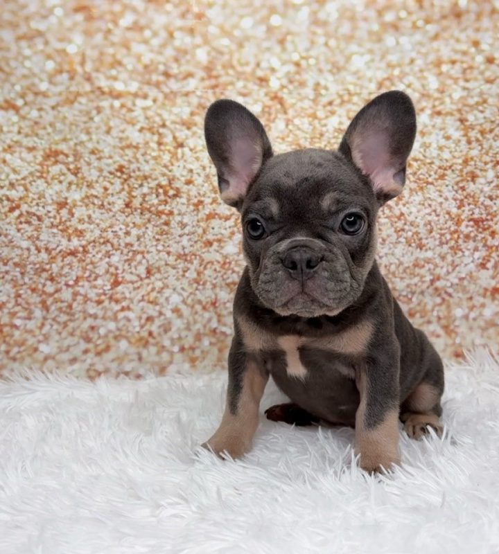 Wilbur, a French Bulldog puppy