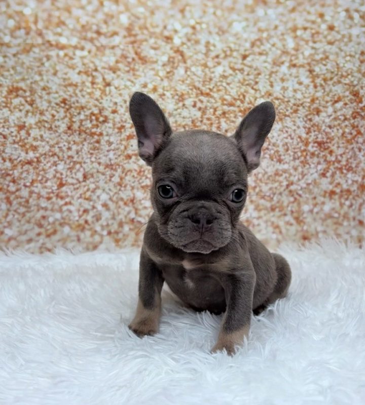 Cedric, a French Bulldog puppy