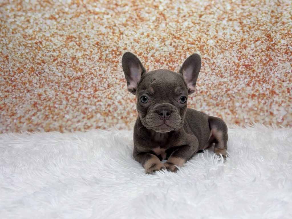 Scrabble, a French Bulldog puppy