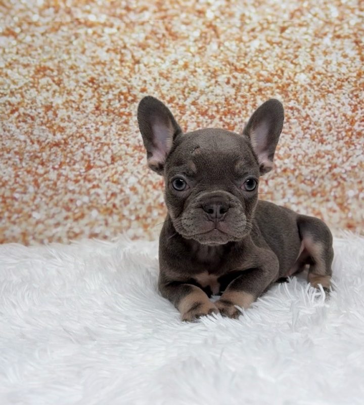 Scrabble, a French Bulldog puppy