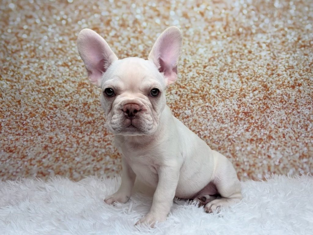 Valentino, a French Bulldog puppy