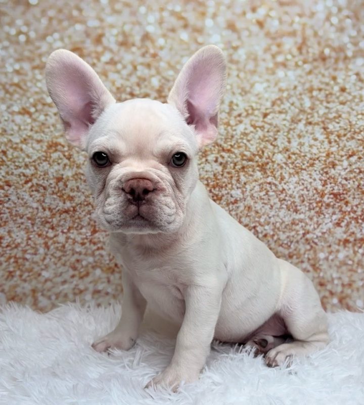 Valentino, a French Bulldog puppy