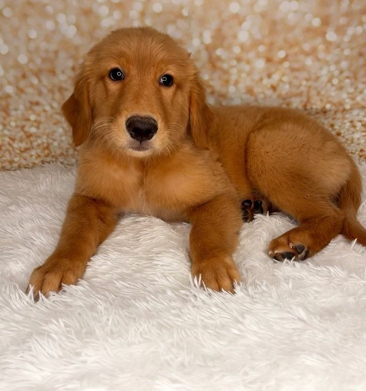 Darcy, a Golden Retriever puppy