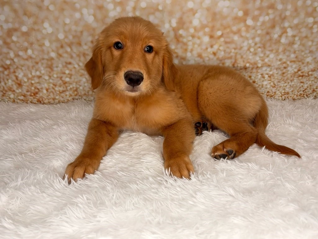 Darcy, a Golden Retriever puppy