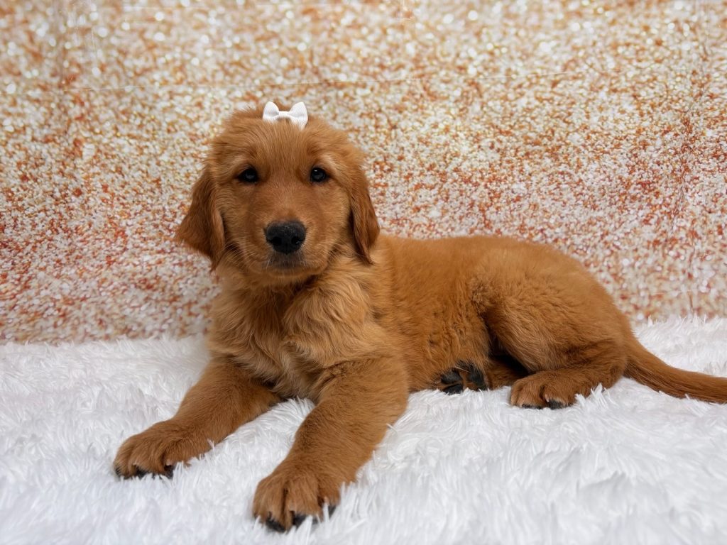 Matilda, a Golden Retriever puppy