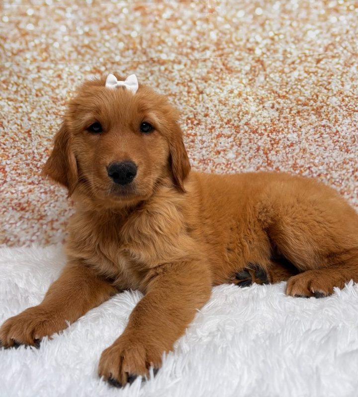 Matilda, a Golden Retriever puppy