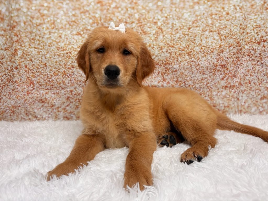 Cassie, a Golden Retriever puppy