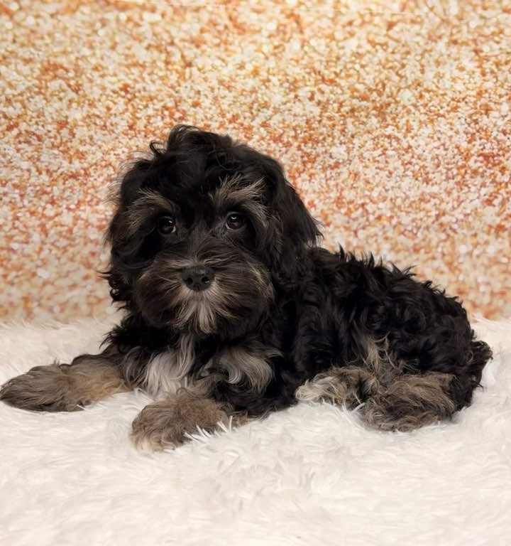 Bert, a Havanese puppy