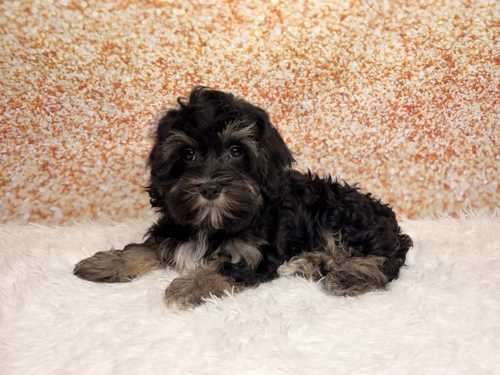 Bert, a Havanese puppy