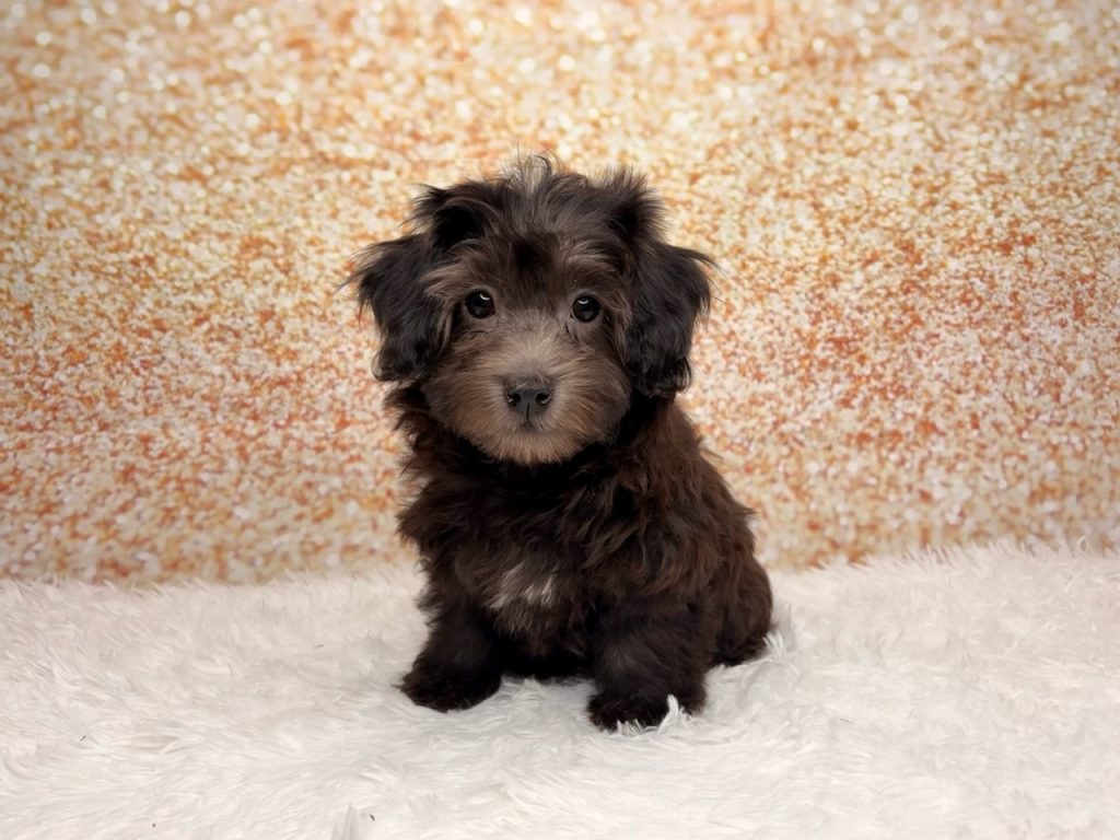 Jett, a Havapoo puppy