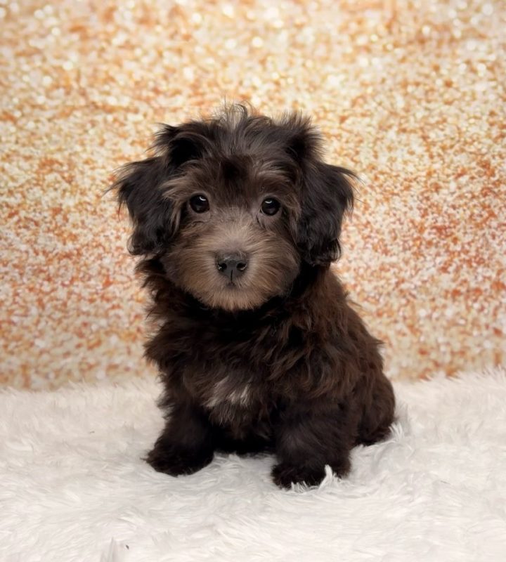 Jett, a Havapoo puppy
