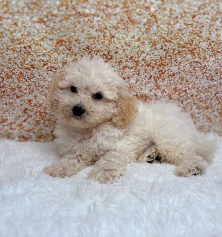 Milkshake, a Bichon Frise puppy
