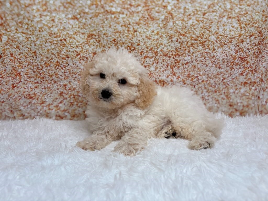 Milkshake, a Bichon Frise puppy