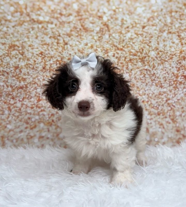 Molly, a Poodle Mini puppy