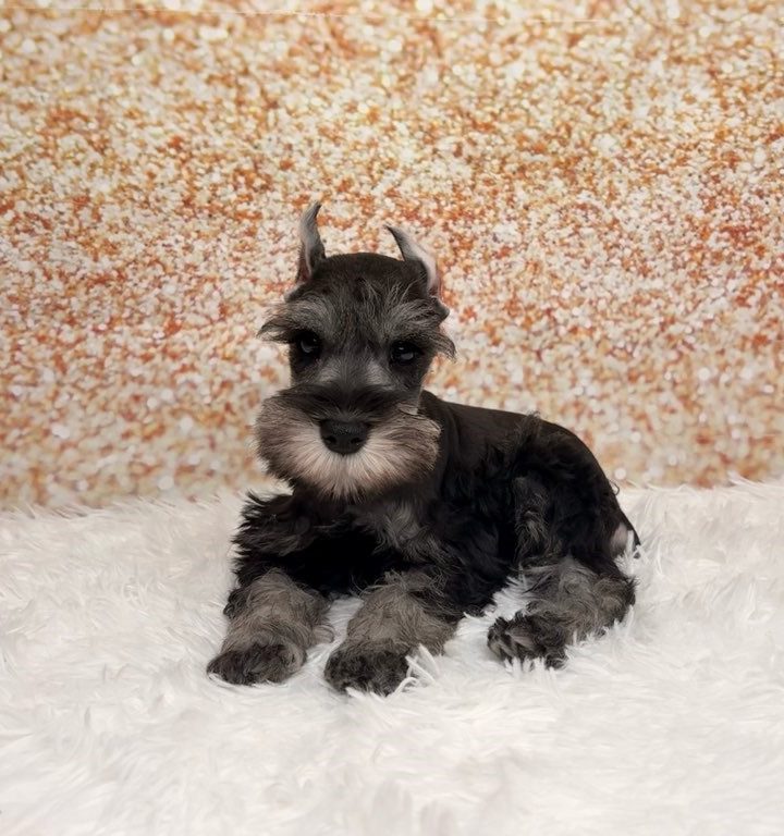 Caldwell, a Miniature Schnauzer puppy